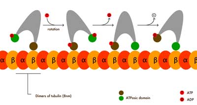 kinesin walking animated